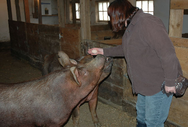 Hand feeding pigs